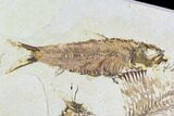 Fossil Fish Plate (Knightia, Diplomystus) - Wyoming #108317-1